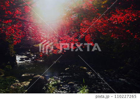 上流の渓流と赤く染まったもみじの紅葉 上流の渓流と赤く染まったもみじの紅葉 110227265