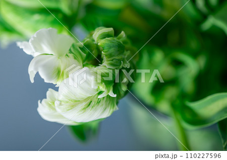 Bunch of Parrot Style Tulips 110227596