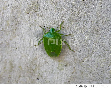 越冬中のカメムシ科ツヤアオカメムシ成虫 110227895