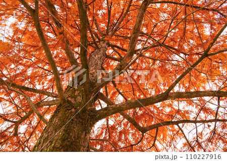 ラクウショウの紅葉 イメージ ラクウショウの紅葉 イメージ 110227916