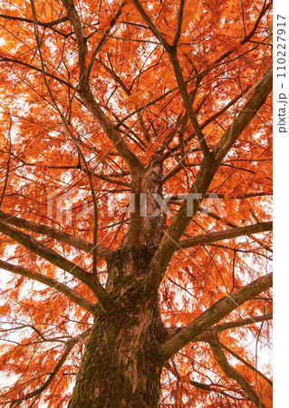 ラクウショウの紅葉 イメージ ラクウショウの紅葉 イメージ 110227917