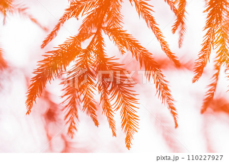 ラクウショウの紅葉 イメージ ラクウショウの紅葉 イメージ 110227927