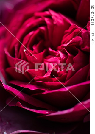 art abstract background of stunning deep red-purple rose . extreme  macro 110228009
