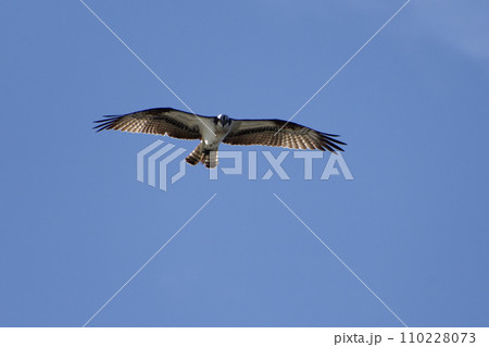 ミサゴ科ミサゴの飛翔 110228073