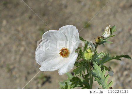 Prickly Poppy Prickly Poppy 110228135