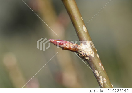 Japanese flowering cherry Kanzan 110228149