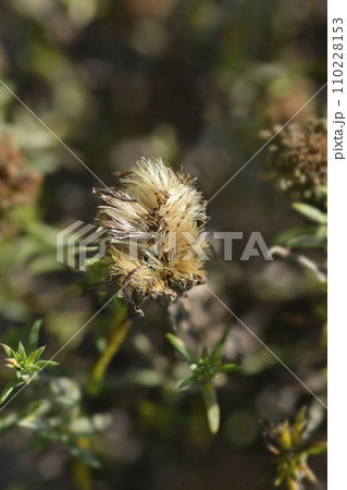 New York aster Alice Haslam New York aster Alice Haslam 110228153