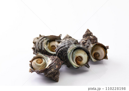 白バックのさざえ 110228198