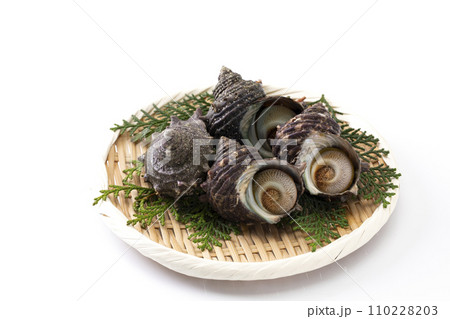 盆ざるに並べたさざえ_白バック 盆ざるに並べたさざえ_白バック 110228203