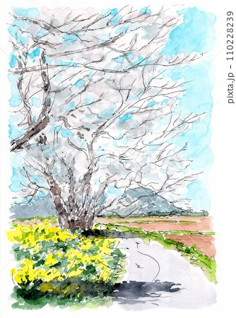 道端の桜 110228239