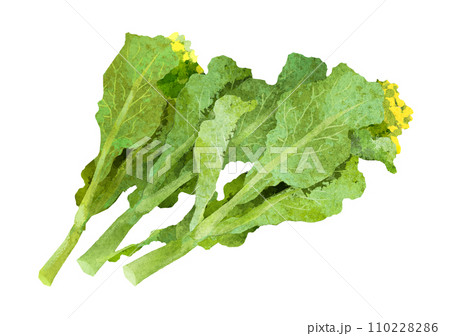 水彩風の菜の花のイラスト 110228286