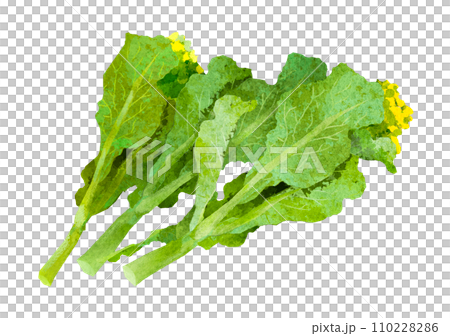 水彩風の菜の花のイラスト 110228286