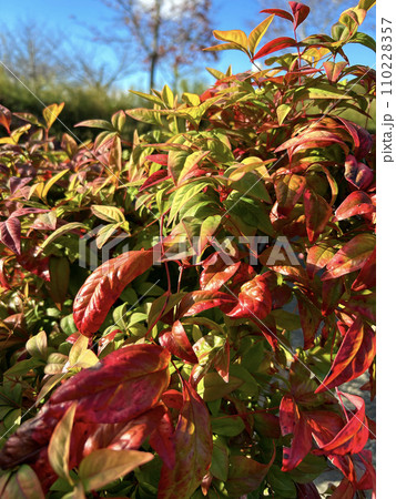 色づき始めたオタフクナンテン 110228357