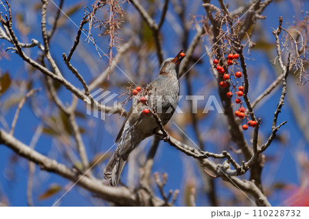 ヤナギ科イイギリの赤い液果を採食するヒヨドリ科ヒヨドリ ヤナギ科イイギリの赤い液果を採食するヒヨドリ科ヒヨドリ 110228732