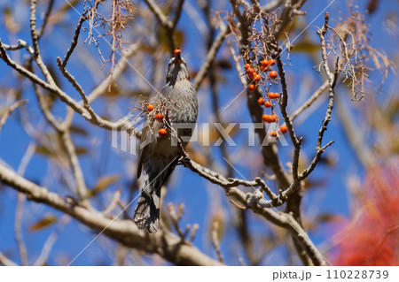 ヤナギ科イイギリの赤い液果を採食するヒヨドリ科ヒヨドリ ヤナギ科イイギリの赤い液果を採食するヒヨドリ科ヒヨドリ 110228739