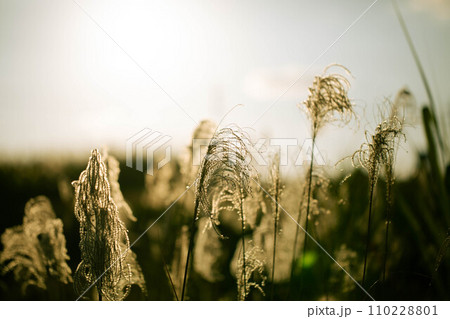 夕日に照らされるススキ 110228801