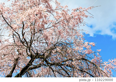 青空と満開のしだれ桜 青空と満開のしだれ桜 110229000