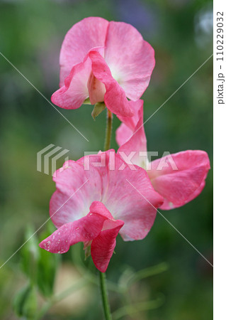 Pink sweet pea flowers in close up 110229032