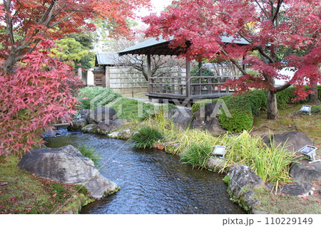 兵庫　姫路　好古園　流れの平庭と紅葉 110229149
