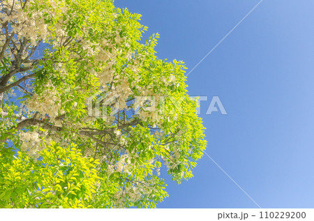 White flowers of acacia tree blooming on blue sky background. White flowers of acacia tree blooming on blue sky background. 110229200