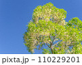 Beautiful white flowers on the tree with blue sky background. 110229201