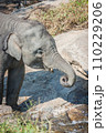 Closeup baby elephant drinking water from the river. 110229206