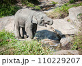 Baby elephant drinking water from the river. 110229207