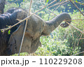 An elephant is using its trunk to pull out bamboo for food. 110229208