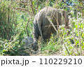 Elephants enjoy eating in bamboo forest, Chiang mai 110229210