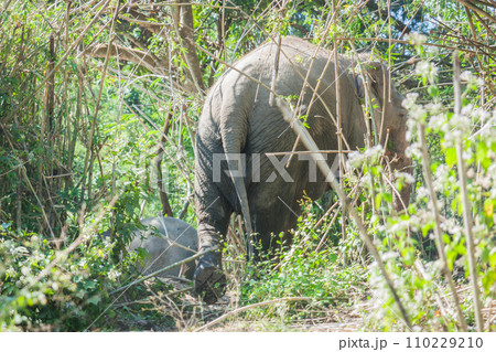 Elephants enjoy eating in bamboo forest, Chiang mai 110229210
