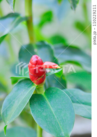 Costus speciosus, Crape ginger or Malay ginger or Spiral flag or Cheilocostus speciosus, Costaceae or Cane reed 110229211