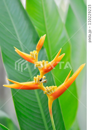 Heliconia psittacorum or Bird of paradise, Strelitzia reginae or Sterliziaceae flower 110229215