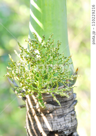 palm flower or palm seed or Hyophorbe indica or Normanbya normanbyi, Wodyetia bifurcata AK Irvine or Foxtail palm or ARECACEAE or PALMAE 110229216