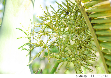 palm flower or palm seed or Hyophorbe indica or Normanbya normanbyi, Wodyetia bifurcata AK Irvine or Foxtail palm or ARECACEAE or PALMAE 110229218