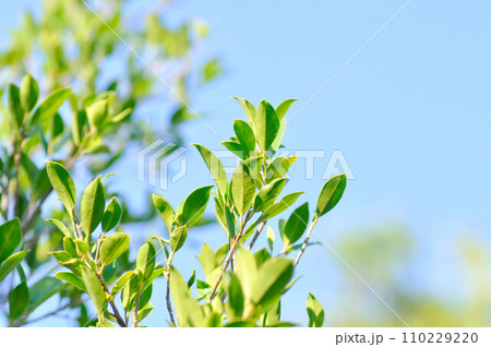 banyan tree or Ficus annulata or ficus bengalensis plant and sky banyan tree or Ficus annulata or ficus bengalensis plant and sky 110229220