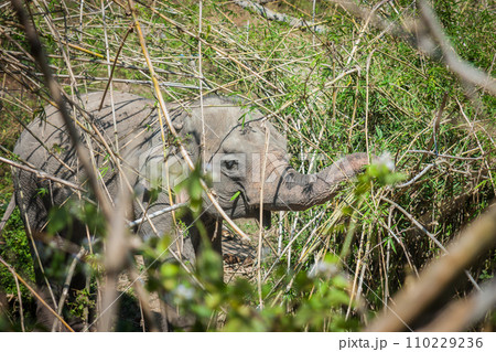 Wild elephant enjoy eating in bamboo forest, Chiang mai Wild elephant enjoy eating in bamboo forest, Chiang mai 110229236