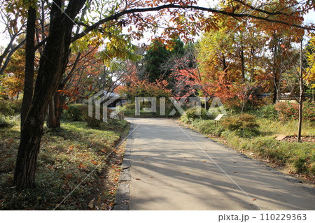 兵庫 姫路 好古園の入口付近の紅葉 兵庫 姫路 好古園の入口付近の紅葉 110229363