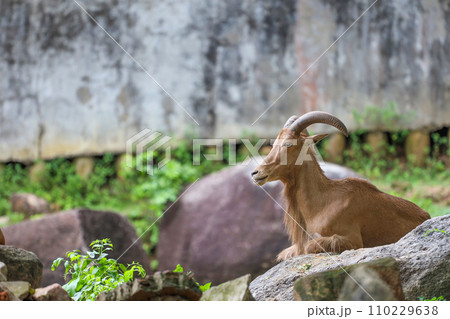 The barbary sheep is mammal and hill animal 110229638