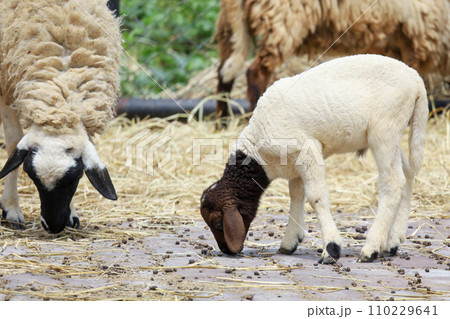 Close up group Sheep is eatting in garden 110229641