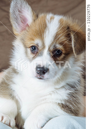 Close-up portrait of muzzle of charming velshkorga puppy with one ear raised. Dog food. Dog in family. Features puppy 110229776