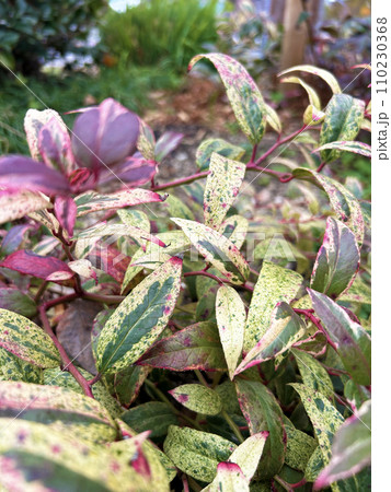 紅葉し始めたセイヨウイワナンテン 110230368