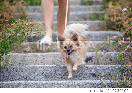 Woman on walk with dog Woman on walk with dog 110230369