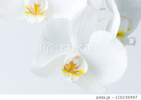 Macro photography of petals of a blooming orchid phalaenopsis isolated on white background. Macro photography of petals of a blooming orchid phalaenopsis isolated on white background. 110230497