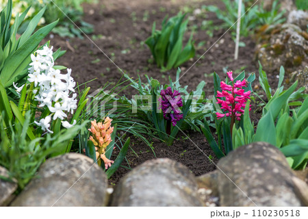 Colorful hyacinths flowering in a spring garden - selective focus 110230518