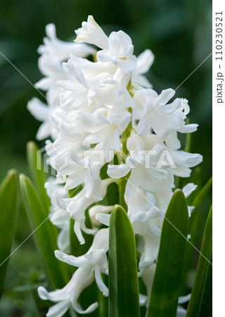 Colorful hyacinths flowering in a spring garden - selective focus 110230521