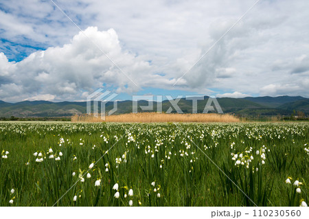 Spring landscape - a field with blooming marsh snowdrops and fluffy white clouds in the sky. White Summer Snowflake flowers (Leucojum aestivum) in its natural habitat. An ingredient in a drug used to 110230560