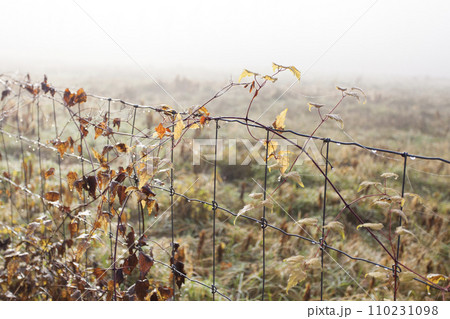 fog over the field, cold morning, late autumn in park 110231098
