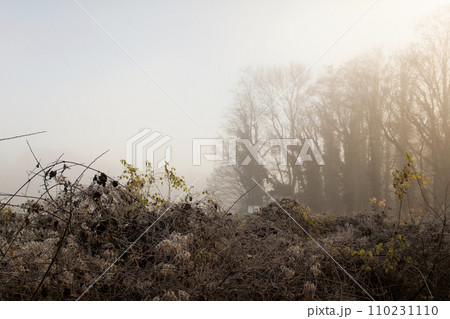 fog over the field, cold morning, late autumn in park 110231110