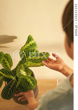 Close-up of a beautiful textured maranta leaf. 110231145