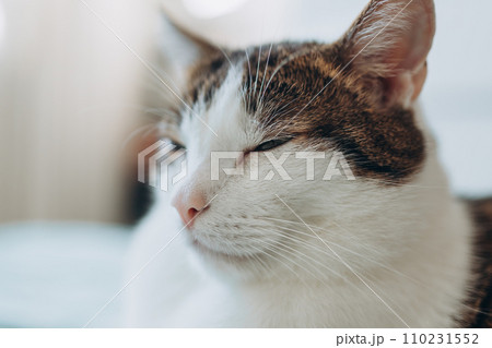 Beautiful domestic cat with green eyes and pink nose. White with gray pat lies in bed at home, house comfort concept, indoor. Beautiful domestic cat with green eyes and pink nose. White with gray pat lies in bed at home, house comfort concept, indoor. 110231552